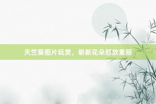 天竺葵图片玩赏，崭新花朵怒放素丽
